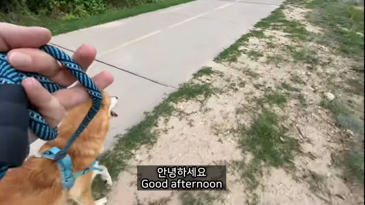 미국에서 강아지 산책 시키다 어느 한국인이 욕 먹은 이유 | 인스티즈
