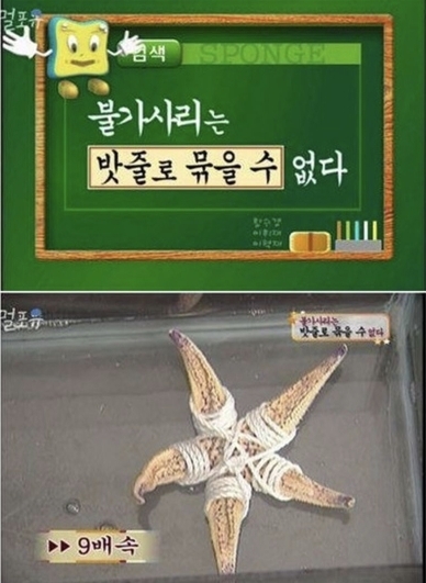 [스펀지] 불가사리를 밧줄로 묶으면? | 인스티즈