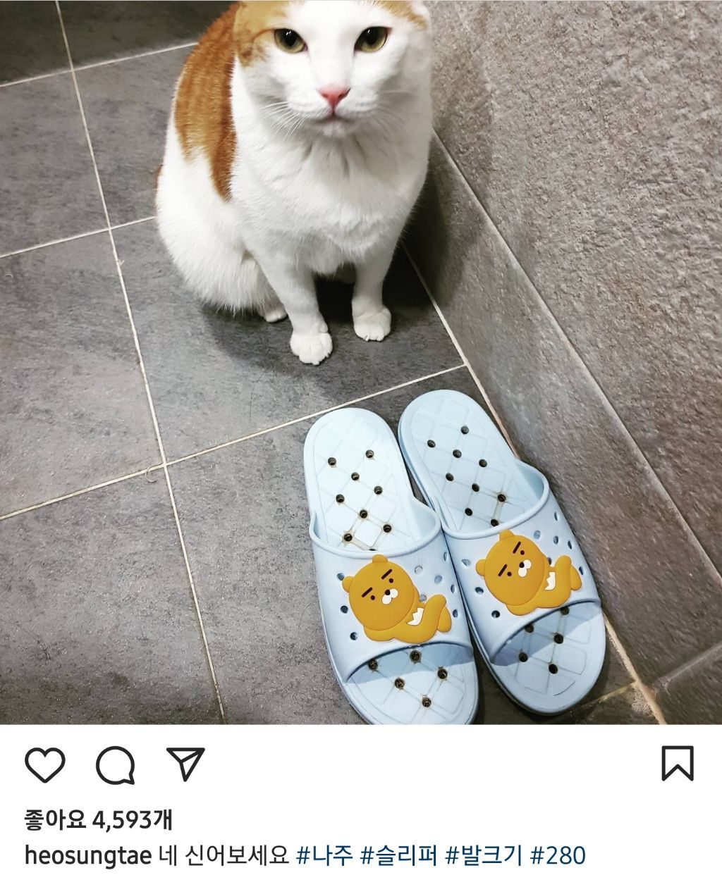 배우 허성태네 고양이들 | 인스티즈