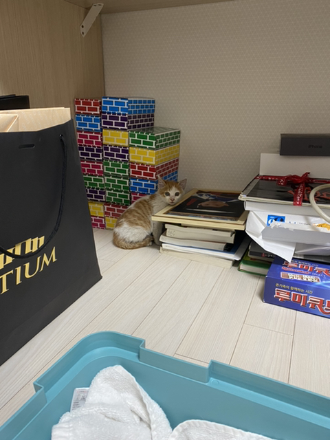 냥줍한지 한달 된 우리 고양이 보고가~!~! | 인스티즈