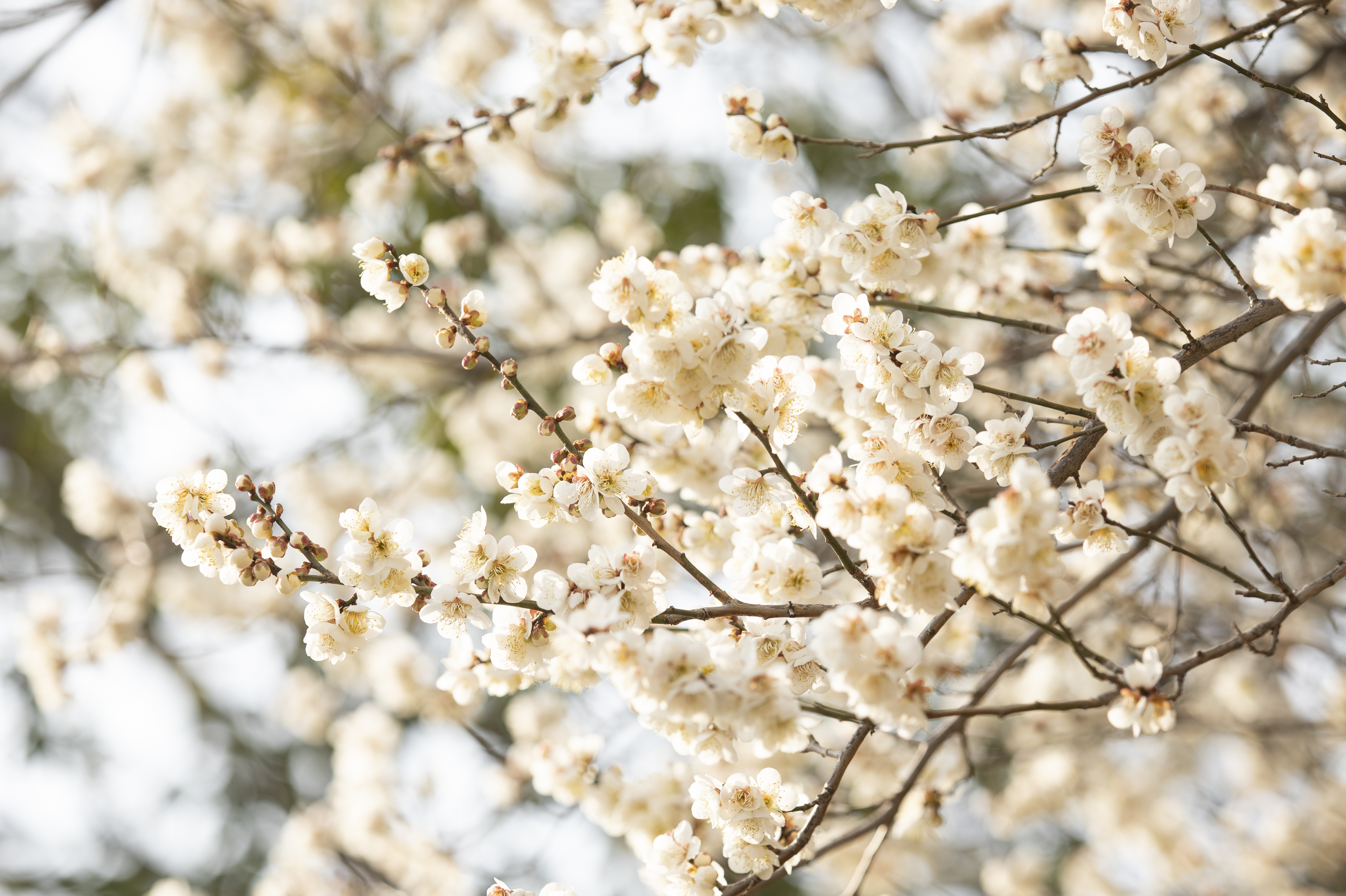 국립산림과학원에서 올려준 배경화면용 매화 사진.jpg | 인스티즈