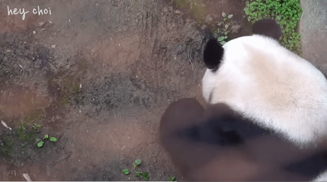 사랑하는 아빠 저 애보예요 (아이바오가 강바오에게 보내는 편지) | 인스티즈