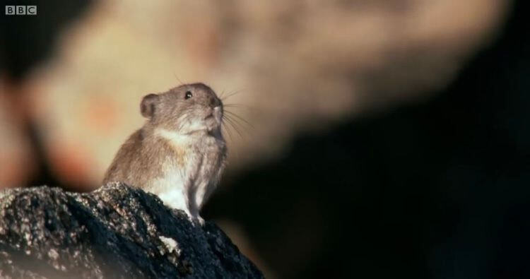 이름이 "우는 토끼”인 희귀 동물.jpg | 인스티즈