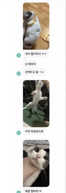 디씨인사이드 야옹이 갤러리 역대만행정리 (잔인함 주의) 사진 | 인스티즈