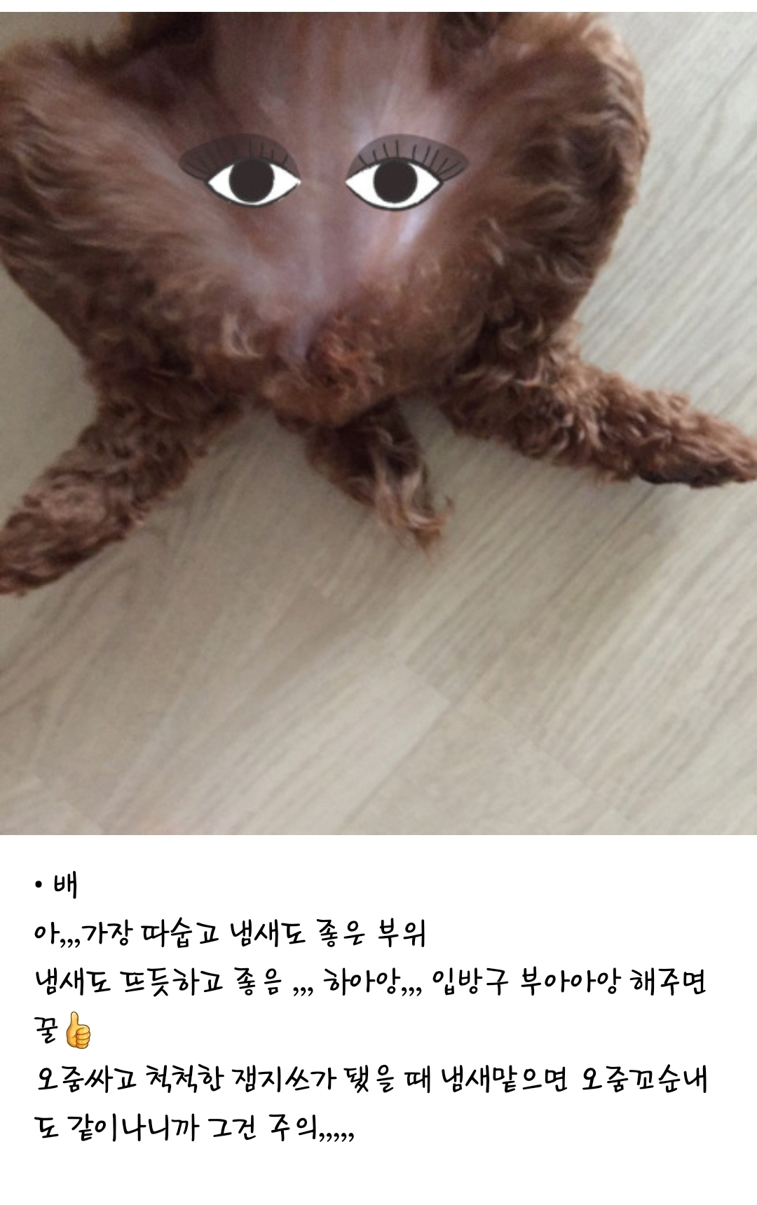 강아지 부위별 냄새 특징(주관적 주의) | 인스티즈