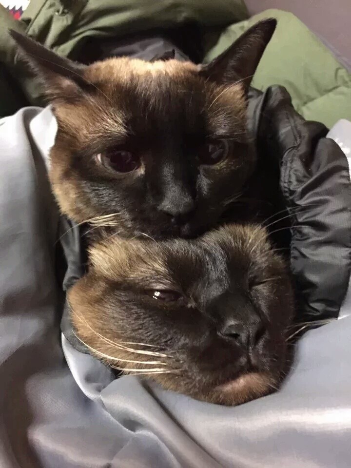 최근 키우던 고양이들을 고양이별로 떠나보냈다는 유승호 | 인스티즈