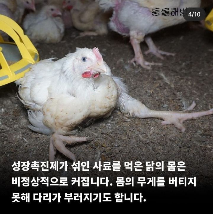 병아리 부리 불로 지지는 이유 | 인스티즈