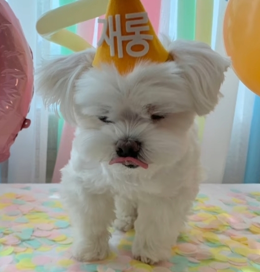 생일이 뭔진 모르겠지만 아무튼 신난 재롱이 | 인스티즈