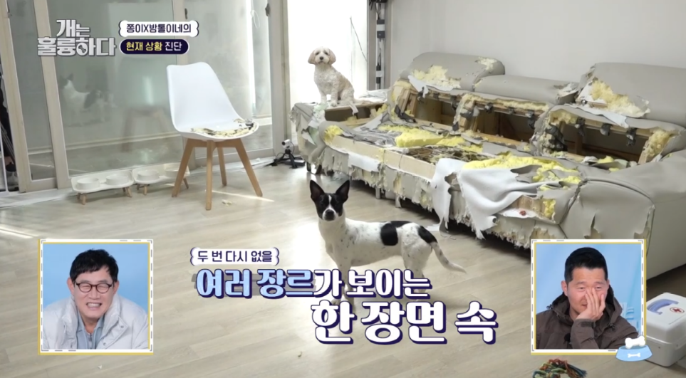 이번주 개는 훌륭하다에서 나온 6개월만에 소파를 다 물어뜯어 먹어버린 강쥐 | 인스티즈