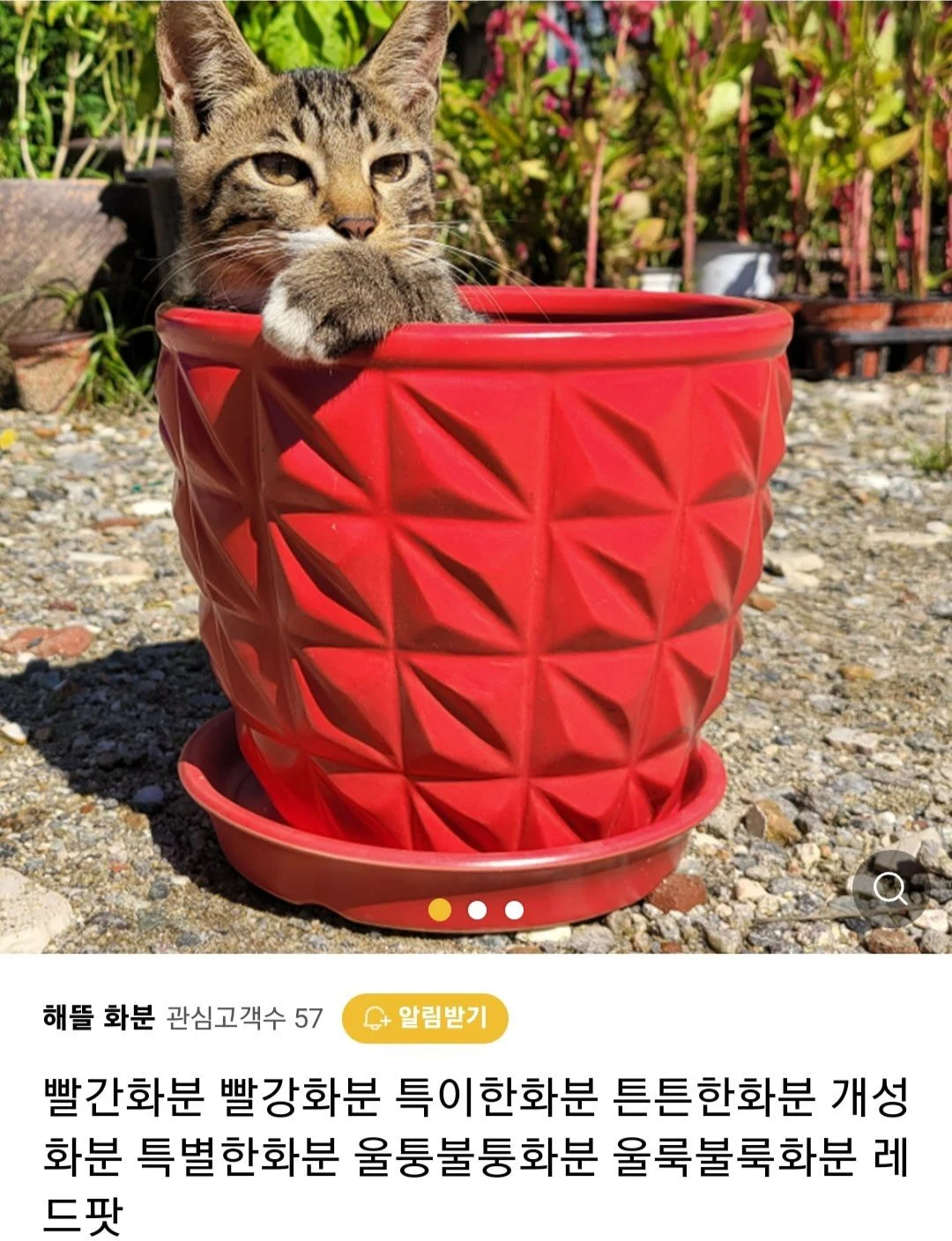 우리가게 물건 좋아요 고양이도 보세요 | 인스티즈