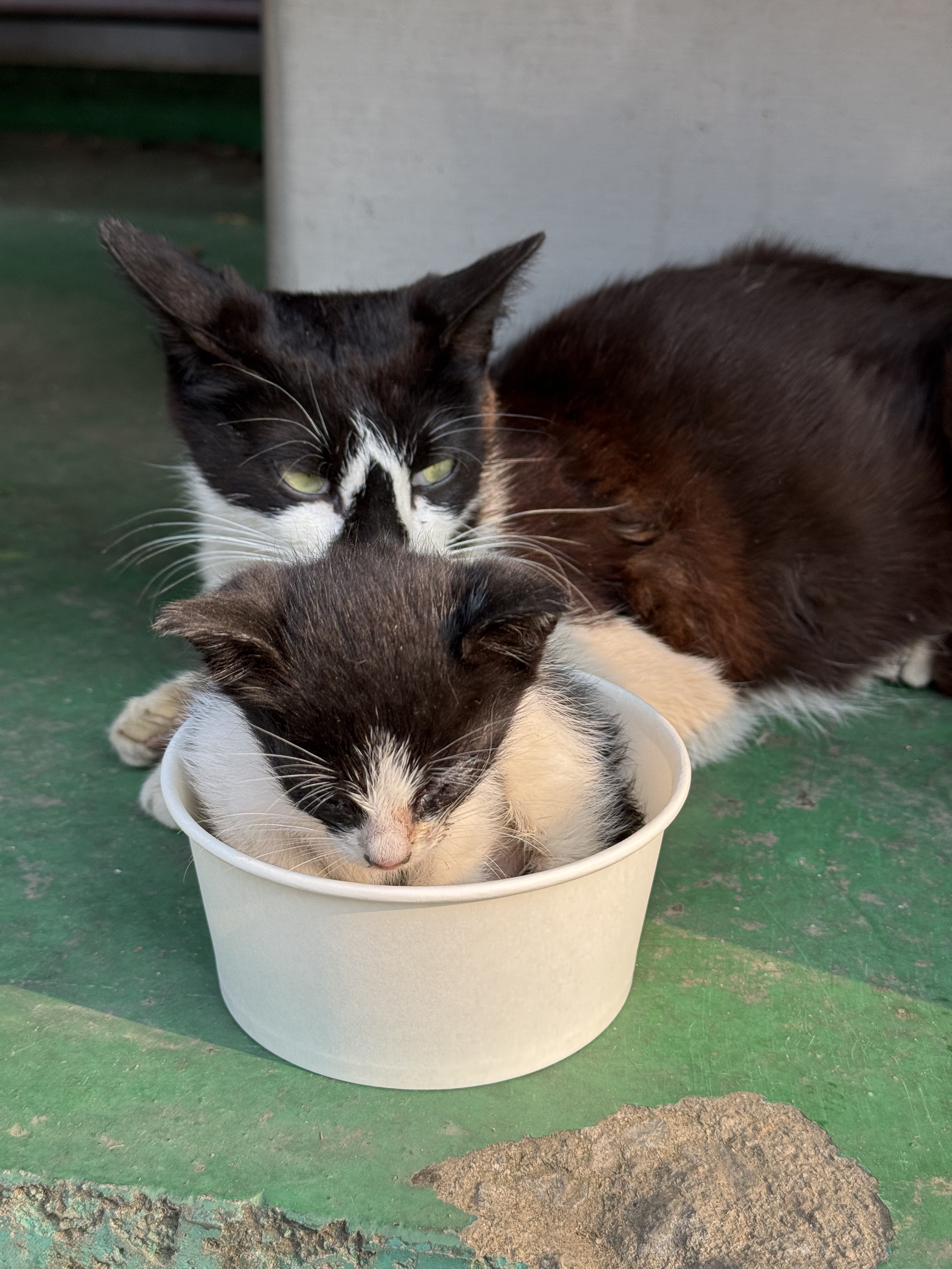 공장 고양 낳았는데 이거 봐... | 인스티즈