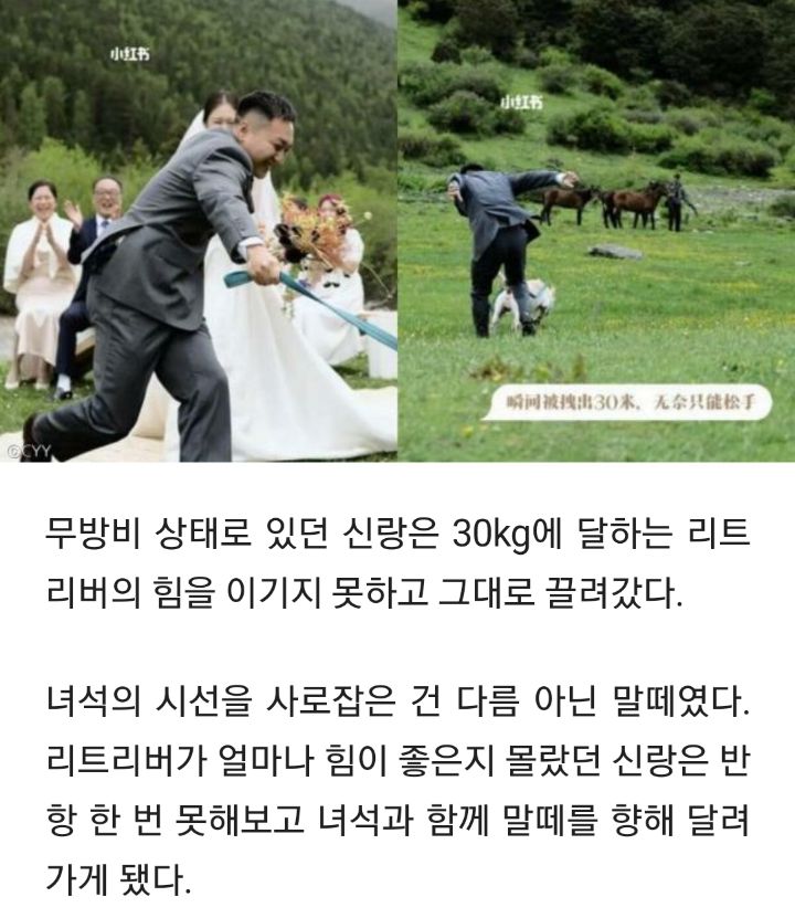 결혼식 도중 신랑 데리고 전력질주한 리트리버.."죽어도 못 보내!" | 인스티즈