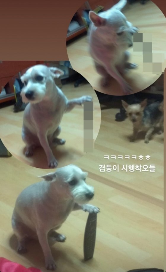 한소희♥류준열 해명에…칼든 강아지짤 '강쇠' 뜻밖의 스타 등극 | 인스티즈