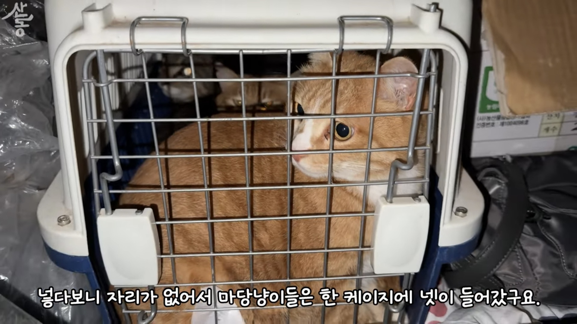 산불때문에 고양이 16마리와 대피한 유튜버 | 인스티즈