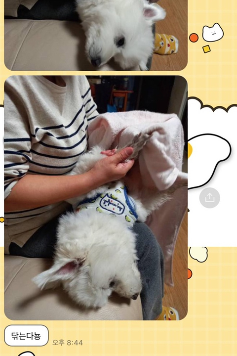 [강아지] 아빠가 보내주는 강아지 사진이 좋은 이유 | 인스티즈