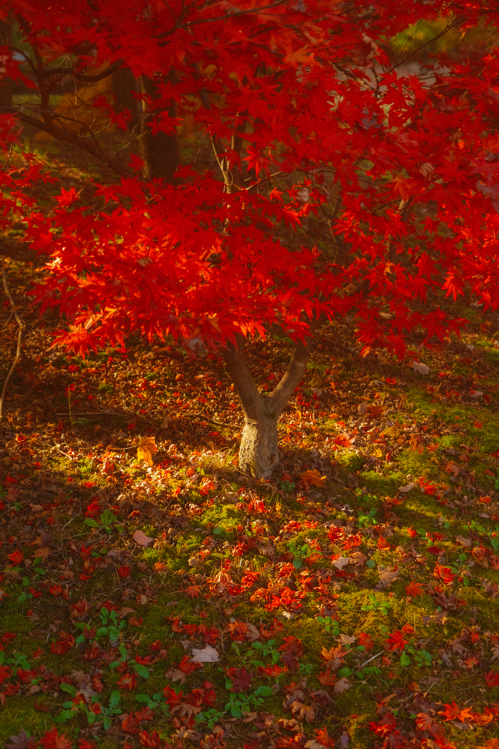 어제 담아온 가을 🍂 | 인스티즈