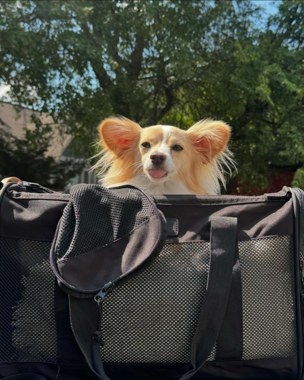 동물 구호 단체에서 유기견 입양한 행맨 | 인스티즈