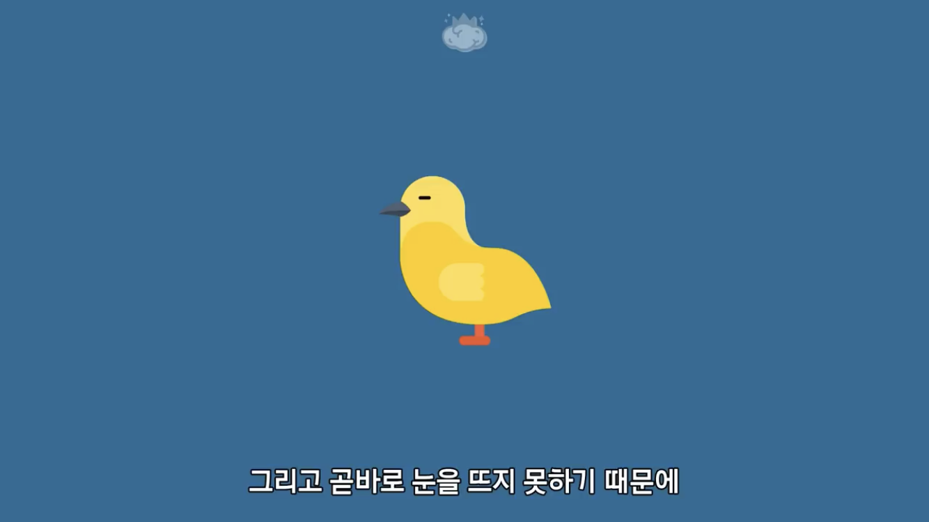 거리에 비둘기가 이렇게 많은데 왜 새끼 비둘기는 안 보일까? | 인스티즈