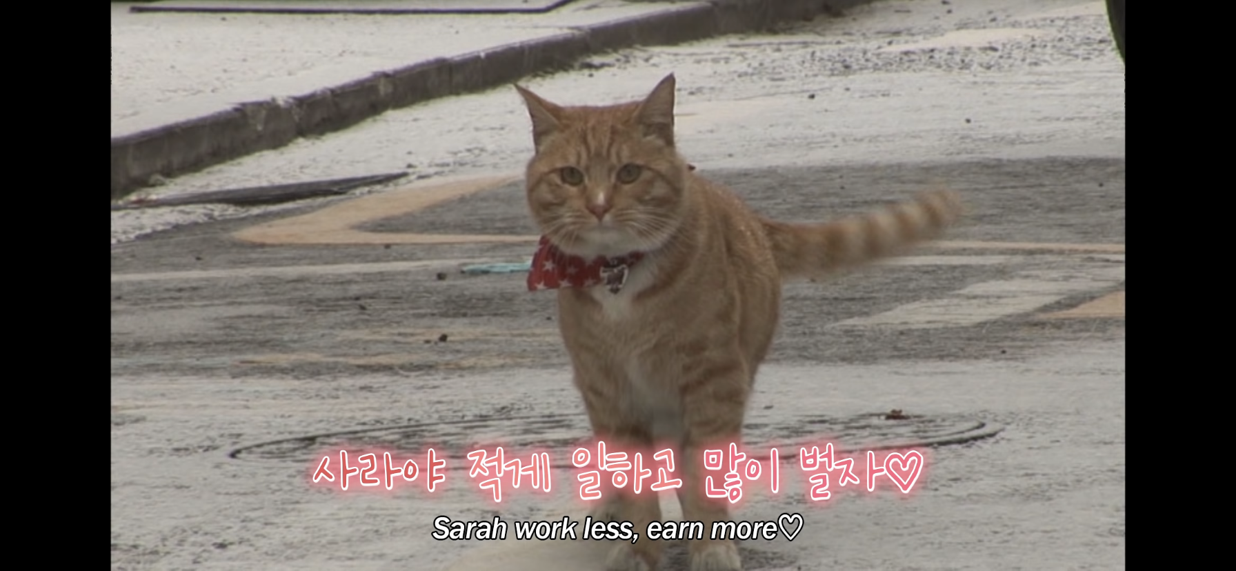 길고양이 목에 쪽지를 달자 생긴 영화같은 일 | 인스티즈