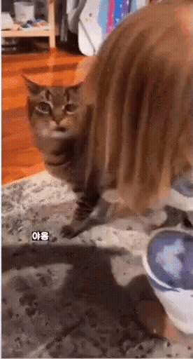 고양이 표정.gif | 인스티즈