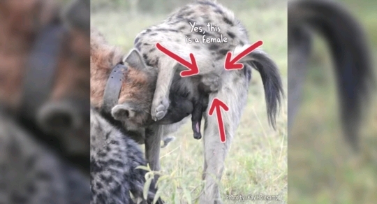 🙋‍♀️암컷 하이에나가 갖고 있는 신체적 특징이 뭔지 알아?🙋‍♀️ | 인스티즈