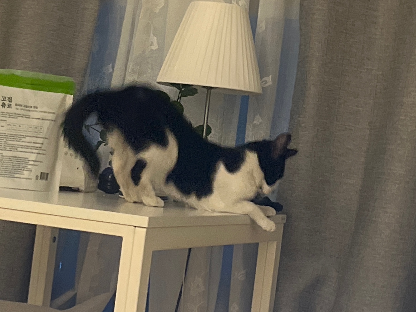 [입양홍보] 혹r률 ✮100➠✥✹프로 7H냥ㅇ1 홗➦정♘ ➜✾ 뽑ㄱ1¿불필요♟ | 인스티즈