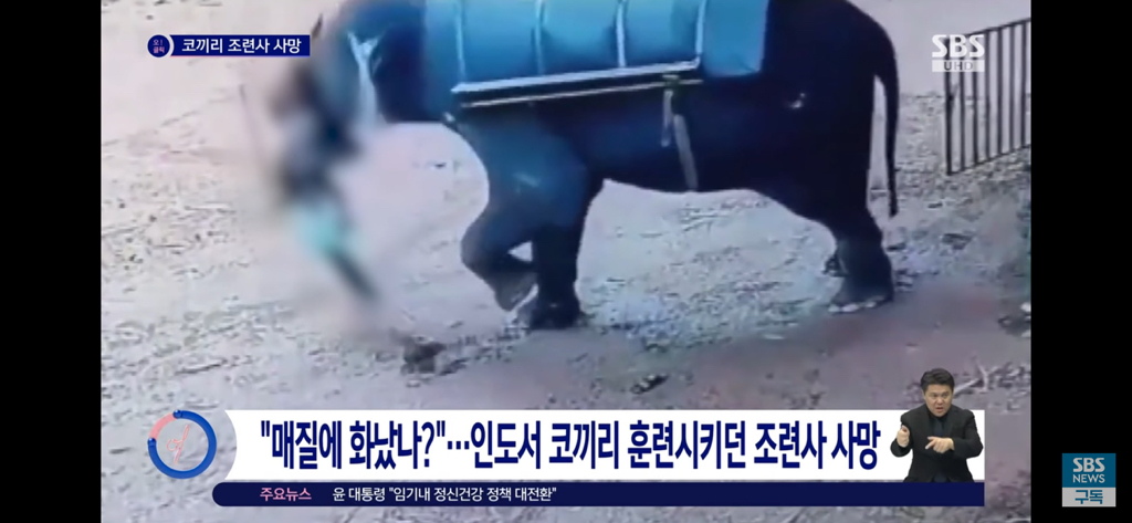 학대한 사육사를 밟아죽인 코끼리 | 인스티즈