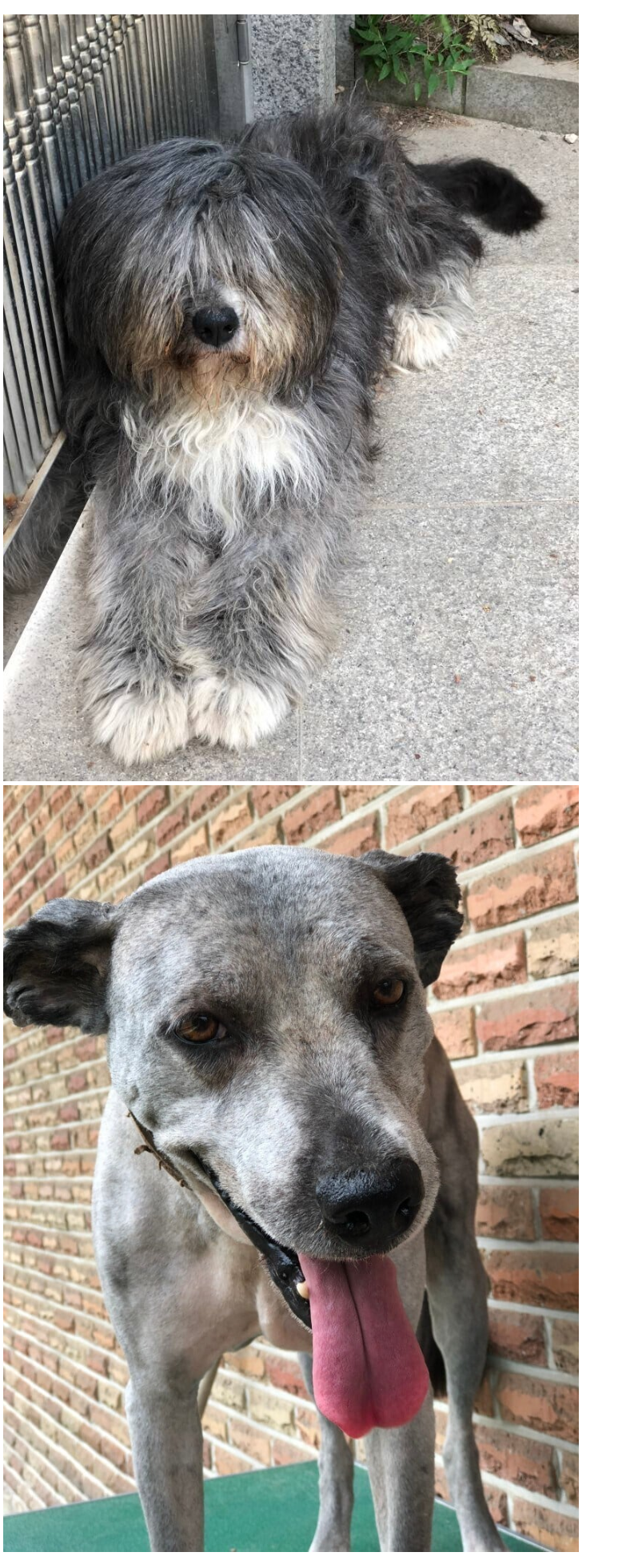 개충격인 삽살개 머리 밀었을때 | 인스티즈