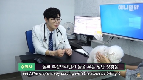 돌멩이를 물고 다니는 강아지 | 인스티즈