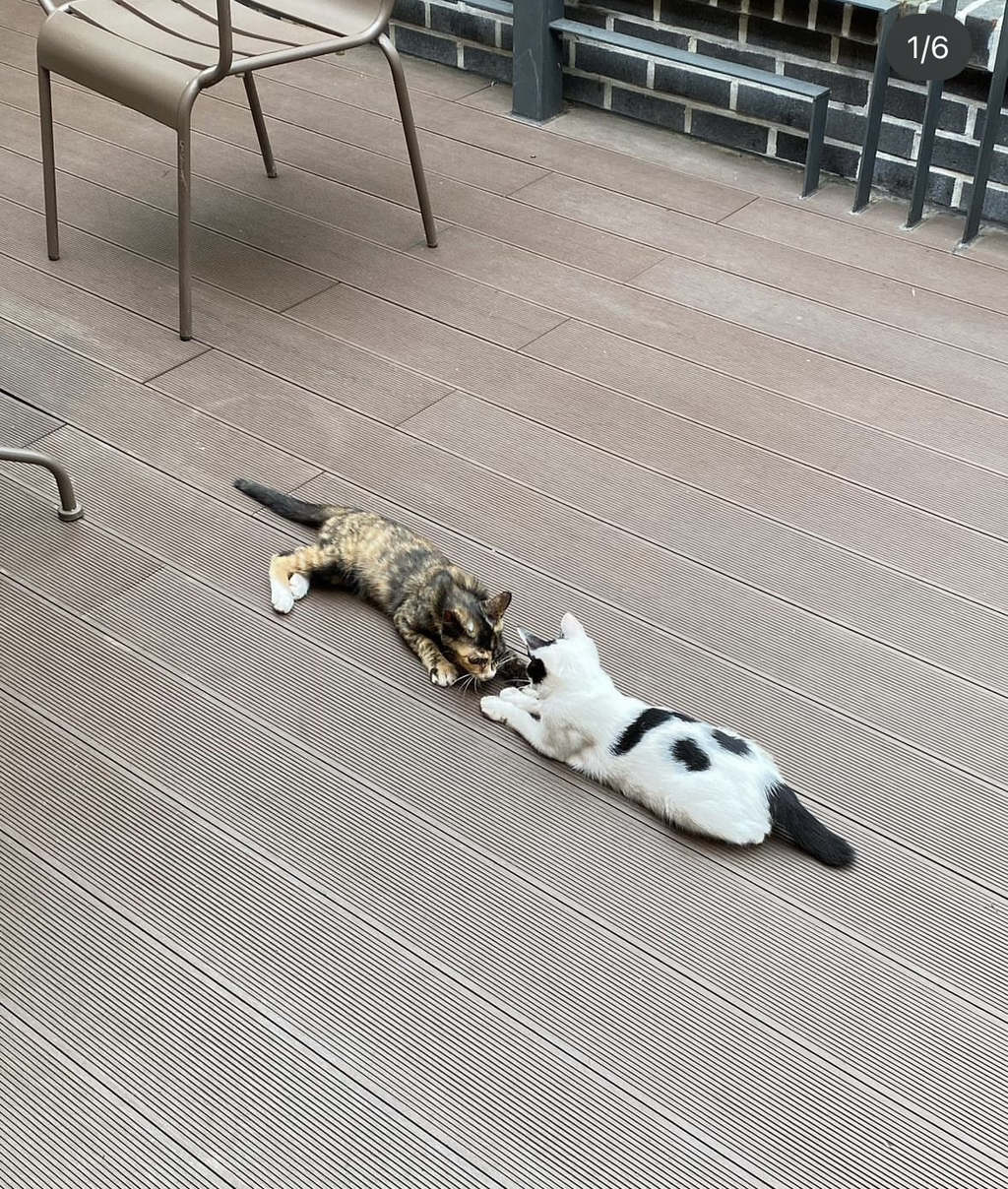 양이네 이미지