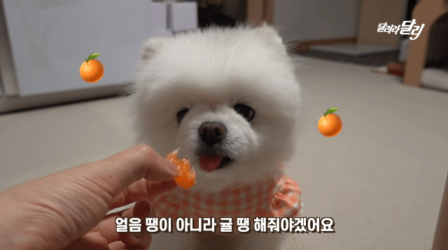 강아지도 양치 후 먹는 귤이 입에 쓸까? .gif | 인스티즈