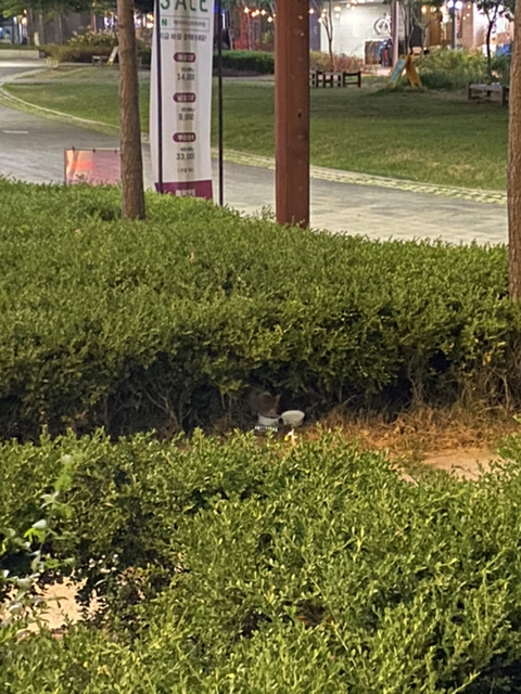 냥줍한지 한달 된 우리 고양이 보고가~!~! | 인스티즈