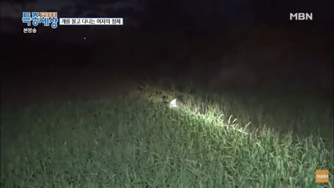 당신이 버린 강아지는 어떻게 되었을까 | 인스티즈