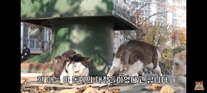 아깽이보다 100배는 만나기 어려운 묘르신들 | 인스티즈