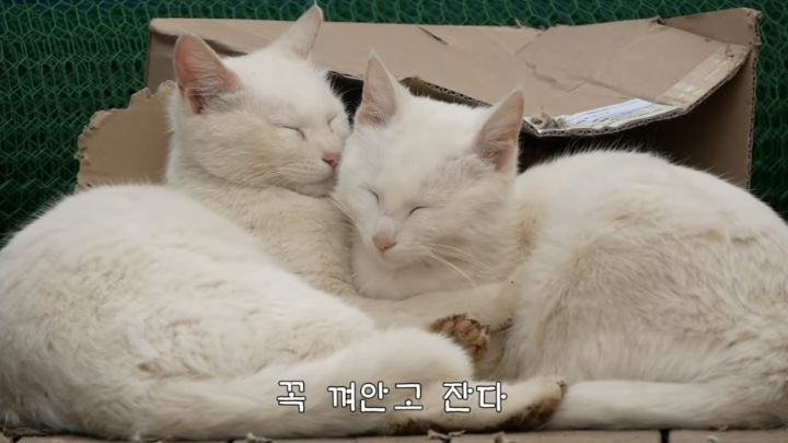 강아지 잠들었을때 은근 귀염포인트 | 인스티즈