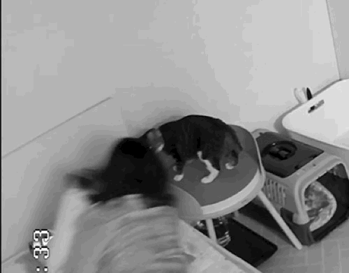 [고양이] 나 맞고 살아.. +꾸준히 증거 업뎃중 | 인스티즈