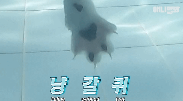나응식 수의사: 애교 잘 부리다 갑자기 무는 고양이 있죠? | 인스티즈