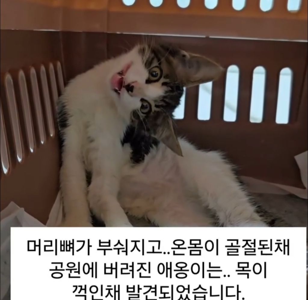 목이 꺾인 채 구조 된 고양이 | 인스티즈
