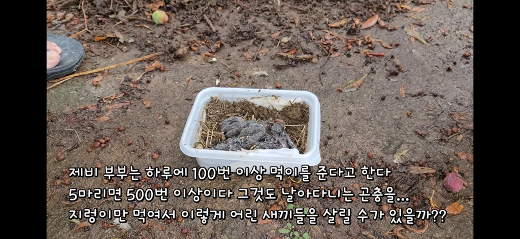 금은보화가 들어있는 박씨를 얼마나 받을지 궁금한 매탈남 | 인스티즈