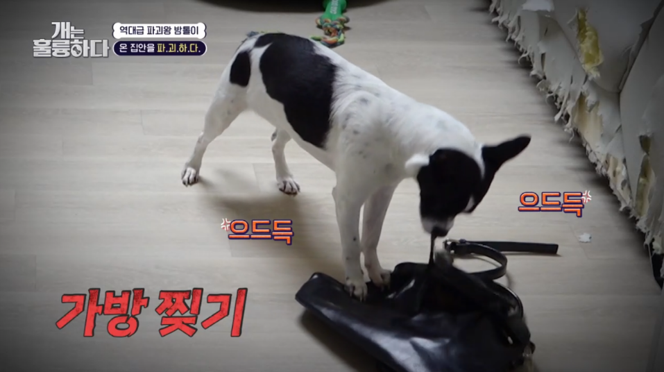 이번주 개는 훌륭하다에서 나온 6개월만에 소파를 다 물어뜯어 먹어버린 강쥐 | 인스티즈