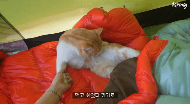캠핑하는데 찾아온 고양이.gif | 인스티즈
