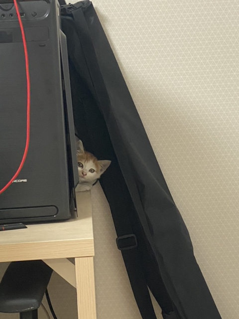 냥줍한지 한달 된 우리 고양이 보고가~!~! | 인스티즈