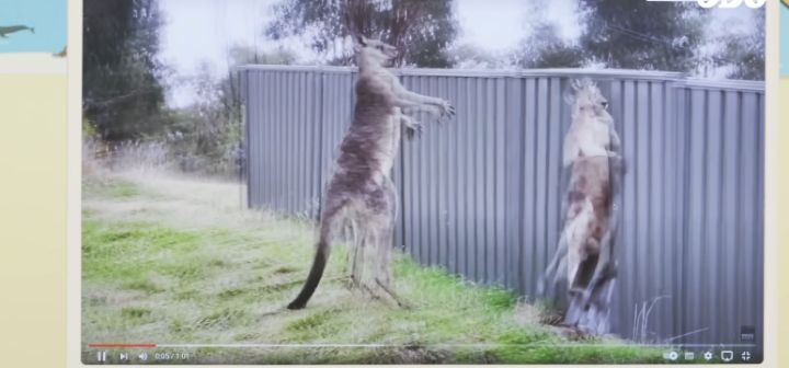 호주인들 국뽕차게 만든 ODG 호주 소개컨텐츠 (애기들 데리고 찍는거) | 인스티즈