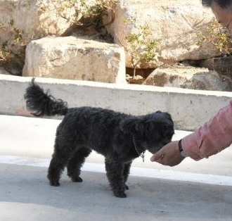 문토리 견상변화(유기견이 사랑받고 자라면 생기는 일) | 인스티즈