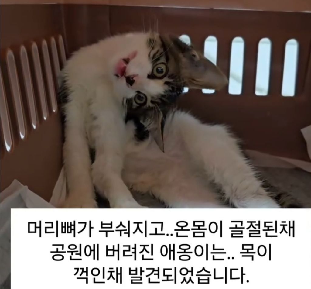 목이 꺾인 채 구조 된 고양이 | 인스티즈