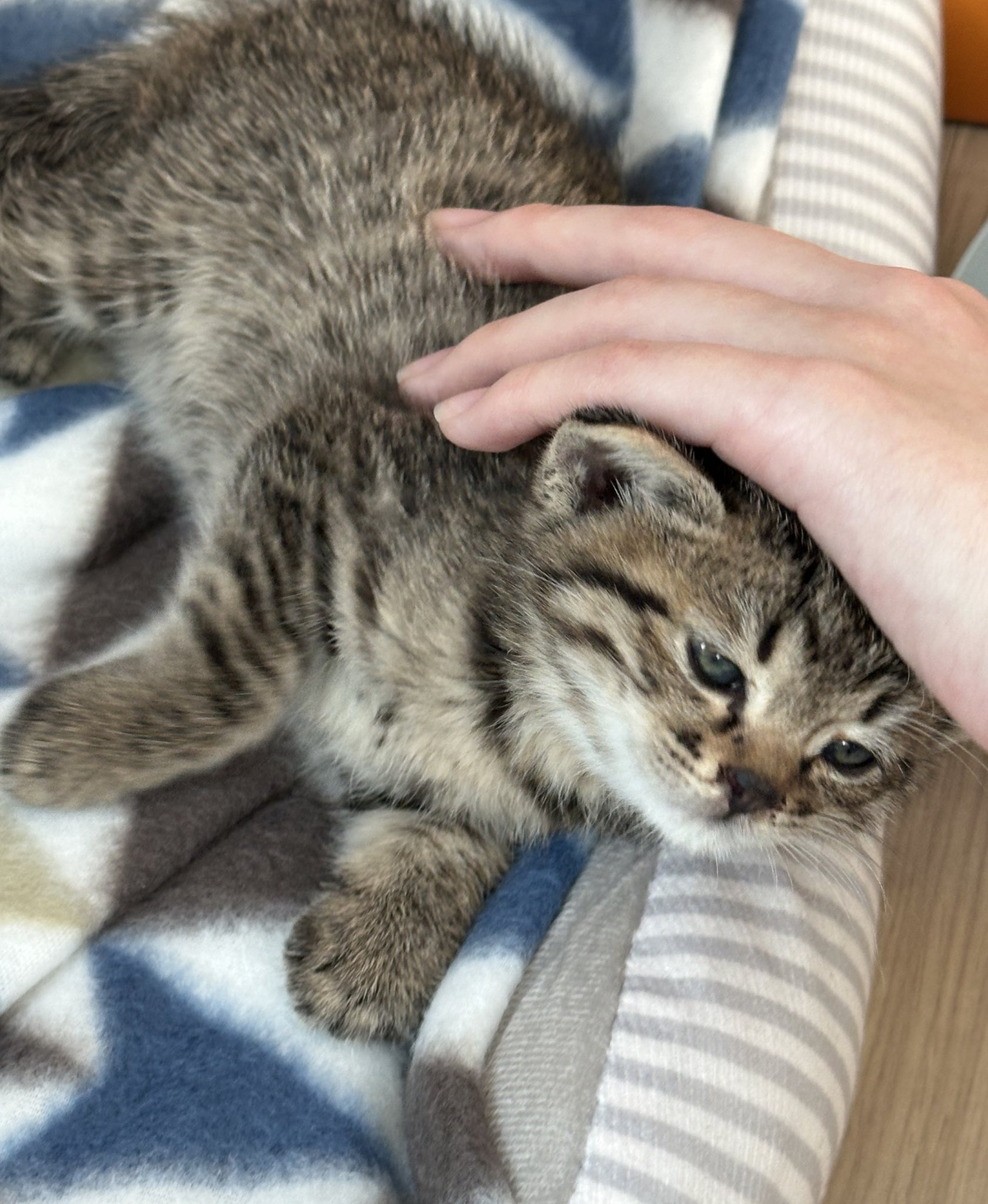 합격기원하러 절에 갔는데 아기 고양이 얻어왔어요 | 인스티즈