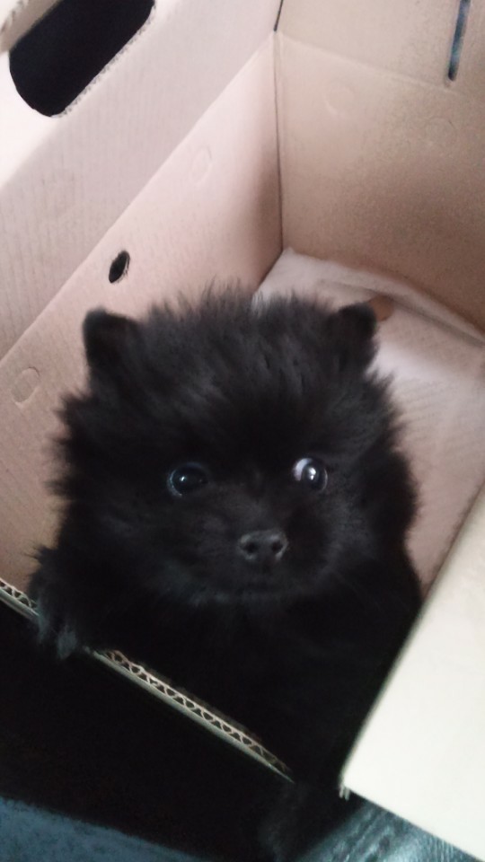 순수하게 동물을 좋아하지만 잘 모르는 사람들.twt | 인스티즈