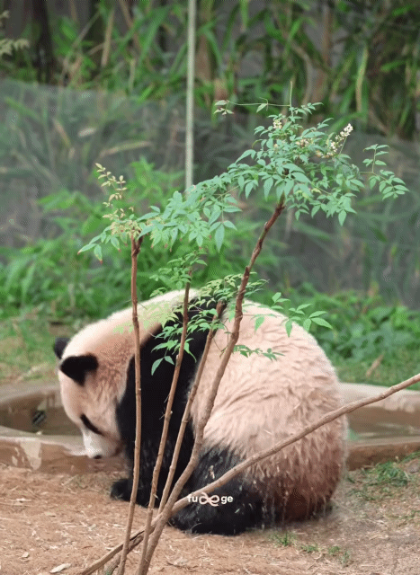 태어나서 첫 물놀이 체험중인 후이바오 루이바오 | 인스티즈