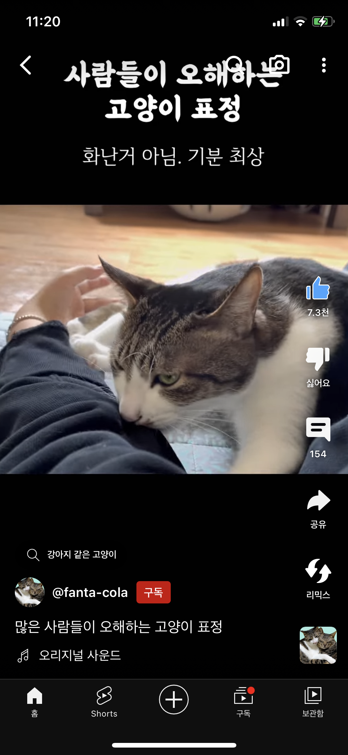 많운 사람들이 오해하는 고양이 표정 | 인스티즈