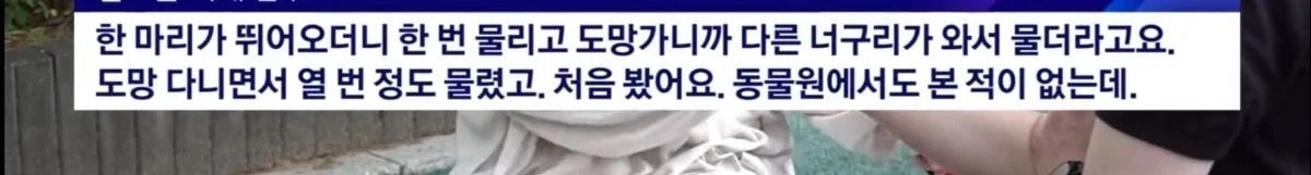 산책로에서 너구리를 만나면 강아지를 바로 안아들어야함 | 인스티즈